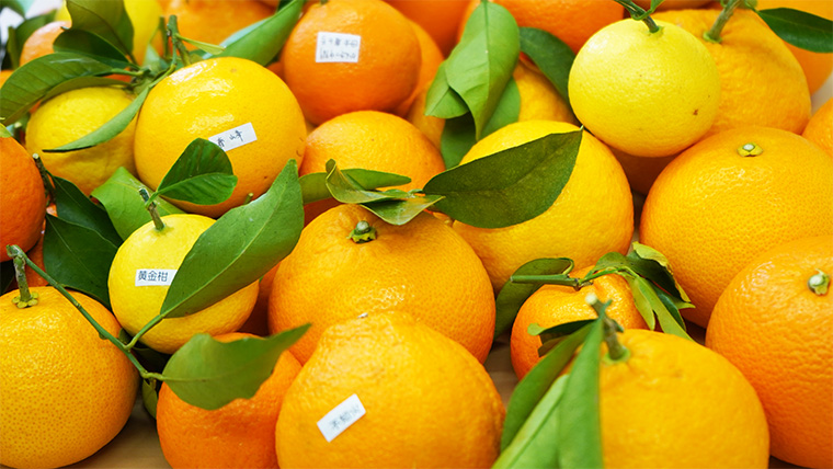 多品種栽培　柑橘いろいろ