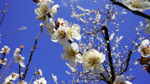 南高梅の花