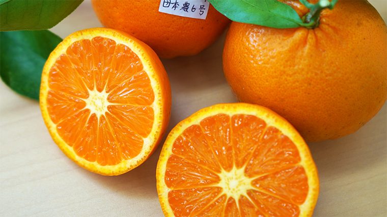 柑橘切り口