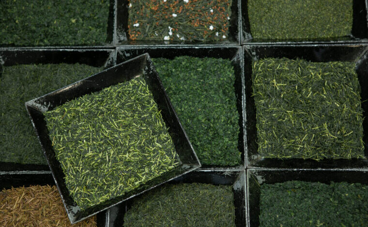 緑茶の品種いろいろ